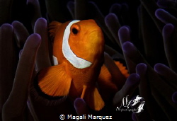 Clownfish with Retra snoot 
(Amphiprioninae)
Nikon D720... by Magali Marquez 